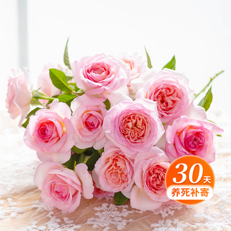 天狼月季 粉黛 自育月季多季灌木浓香耐热植物花卉