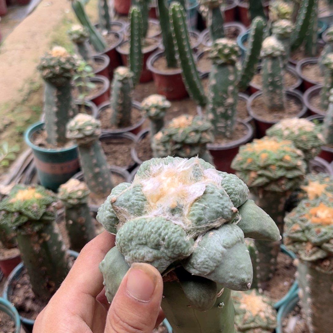 怒涛龙神嫁接仙人球