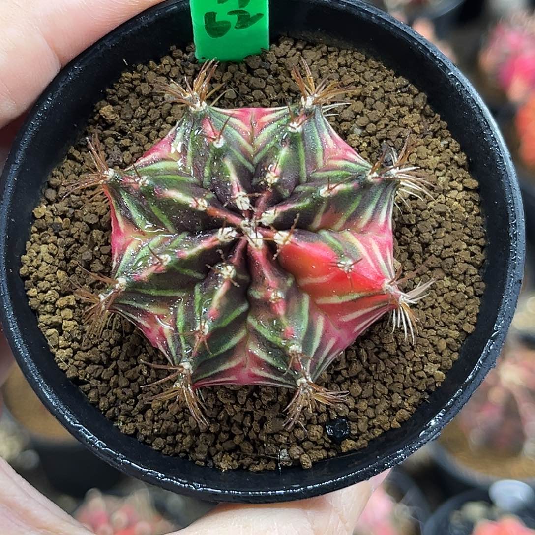 H62泰系豪臀米哈锦，带盆土