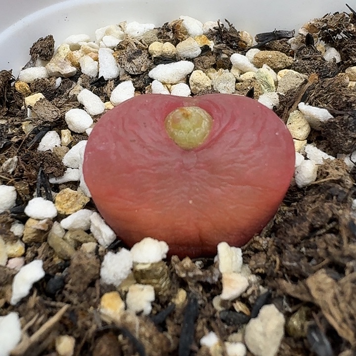 老马生石花2公分吕红2811