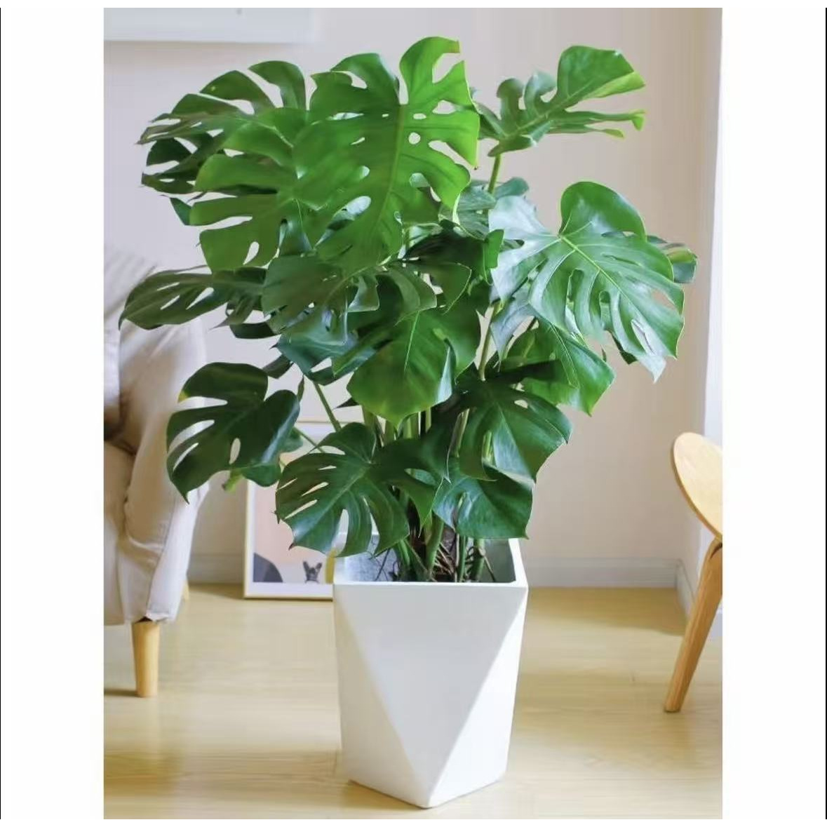 【80-1米】龟背竹大叶开背盆栽室内客厅绿植土培水培四季常青净化空