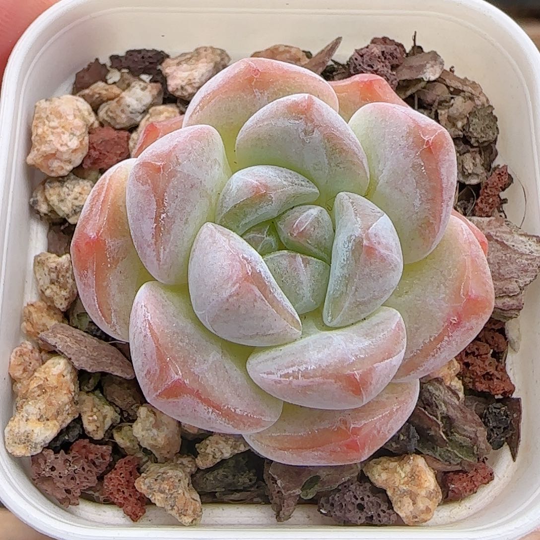 多肉0808-180糖心糖心