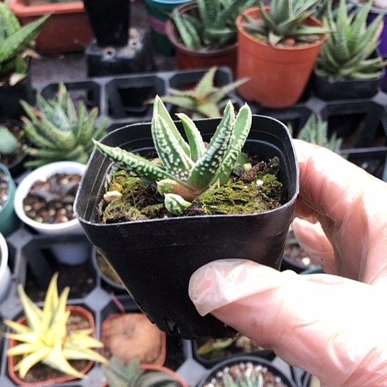 蓦***首无花朵随单带盆土包邮