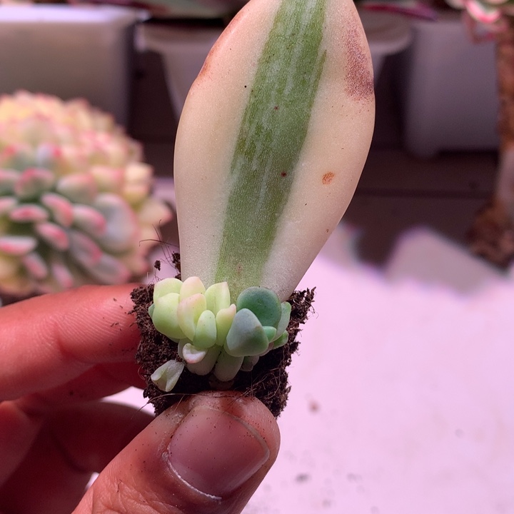 紫丽殿锦叶插有根