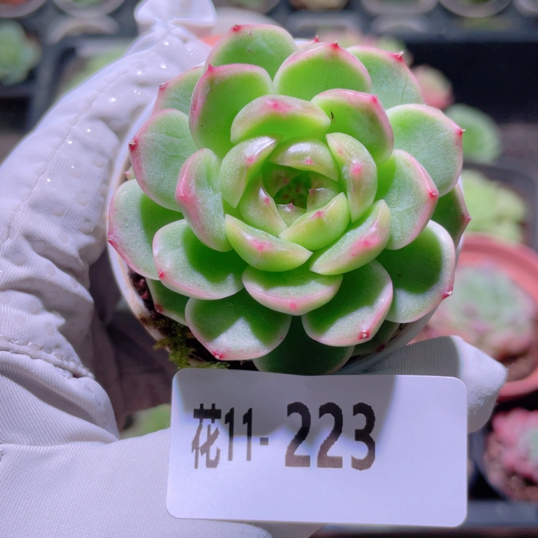 花利美11-223春酿