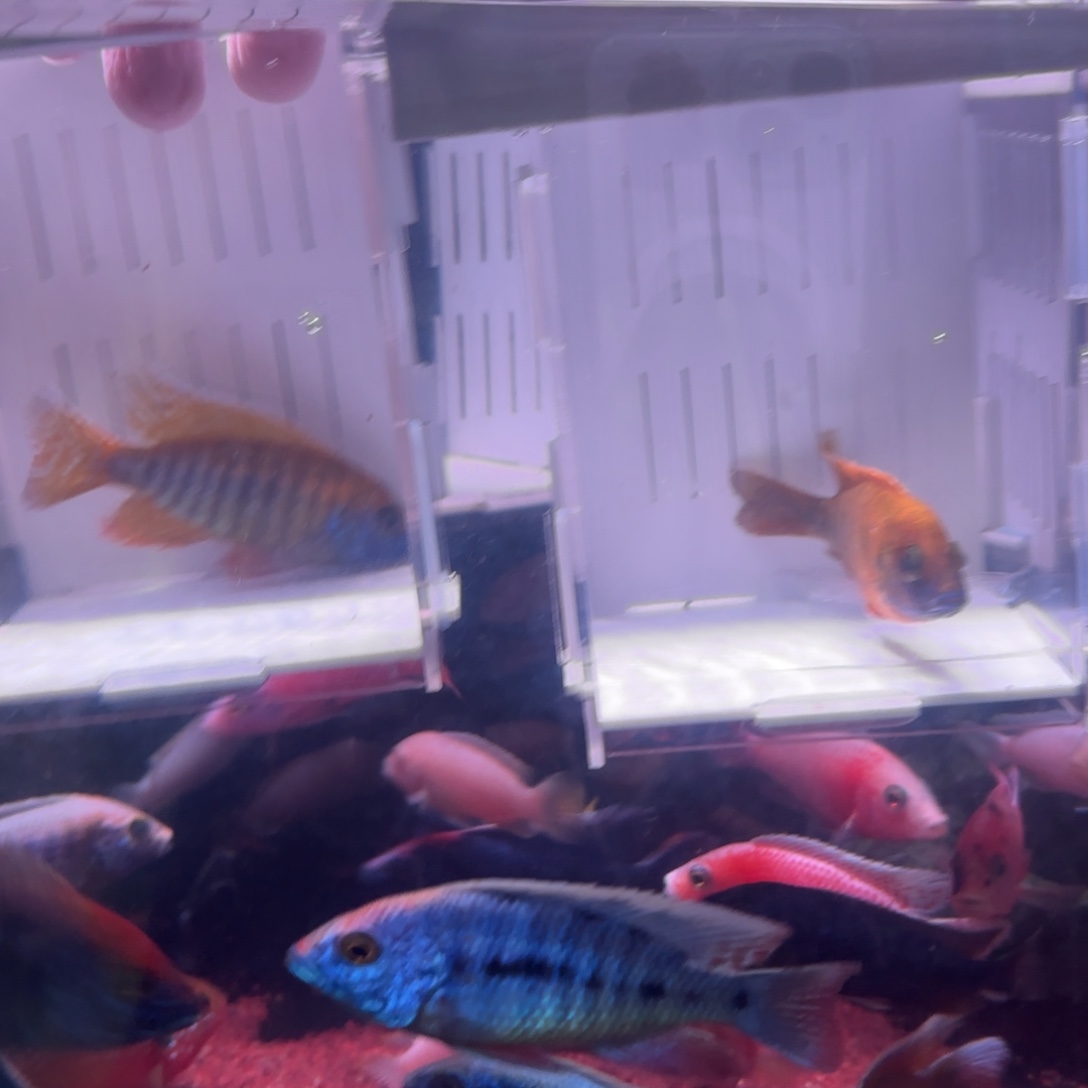 茗***了慈鲷鱼直播10号2条