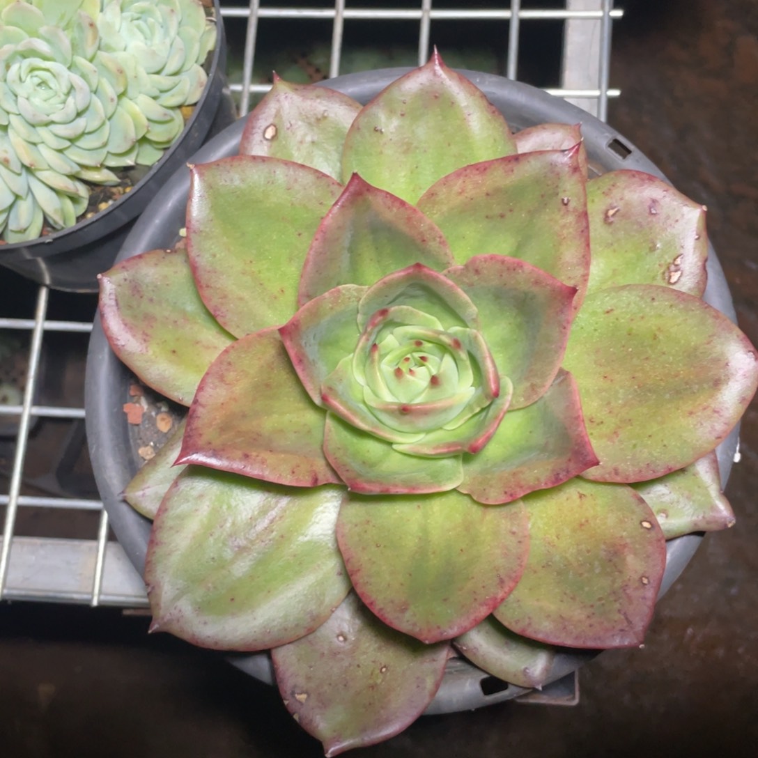 多肉植物多肉植物0829