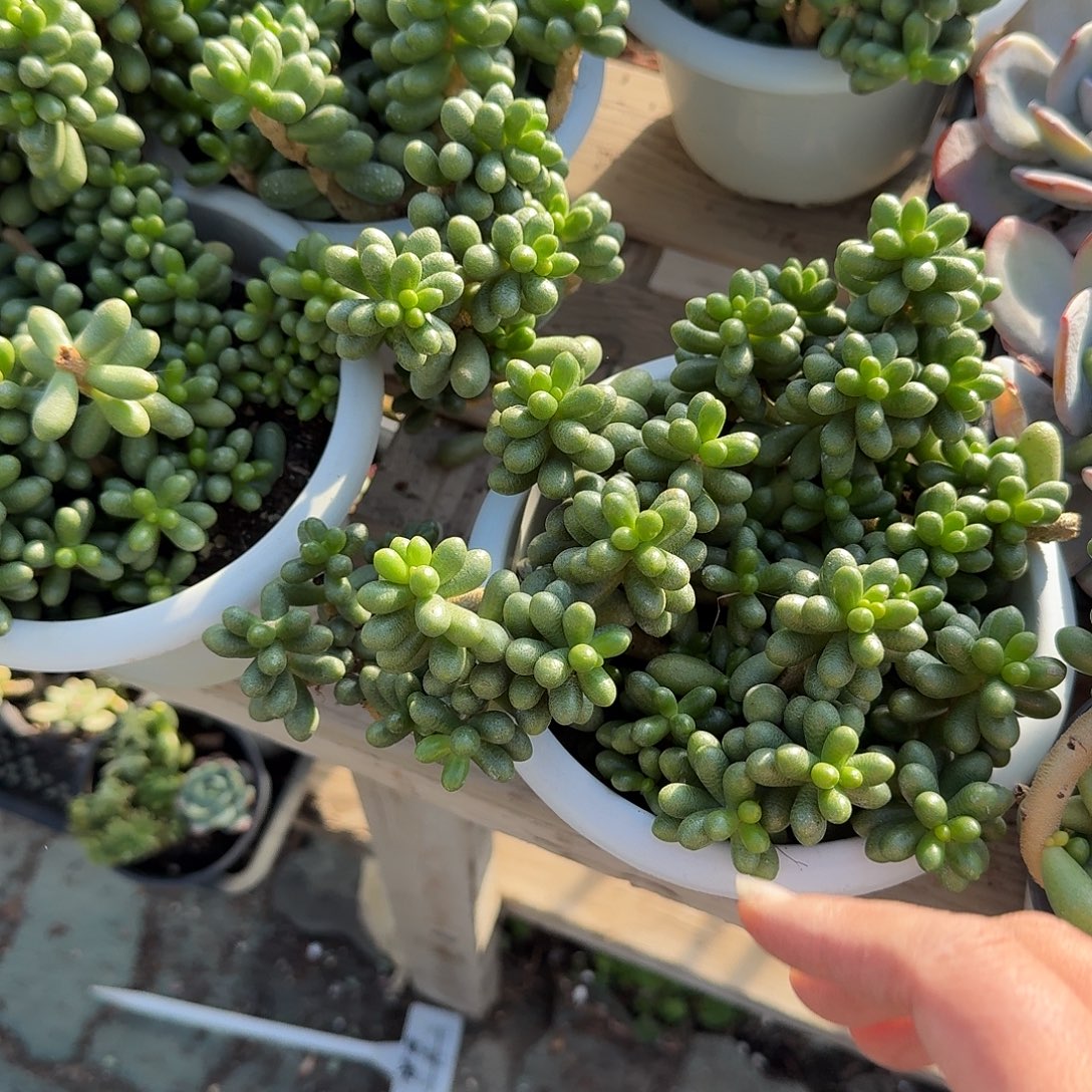 大号绿龟多肉汁们