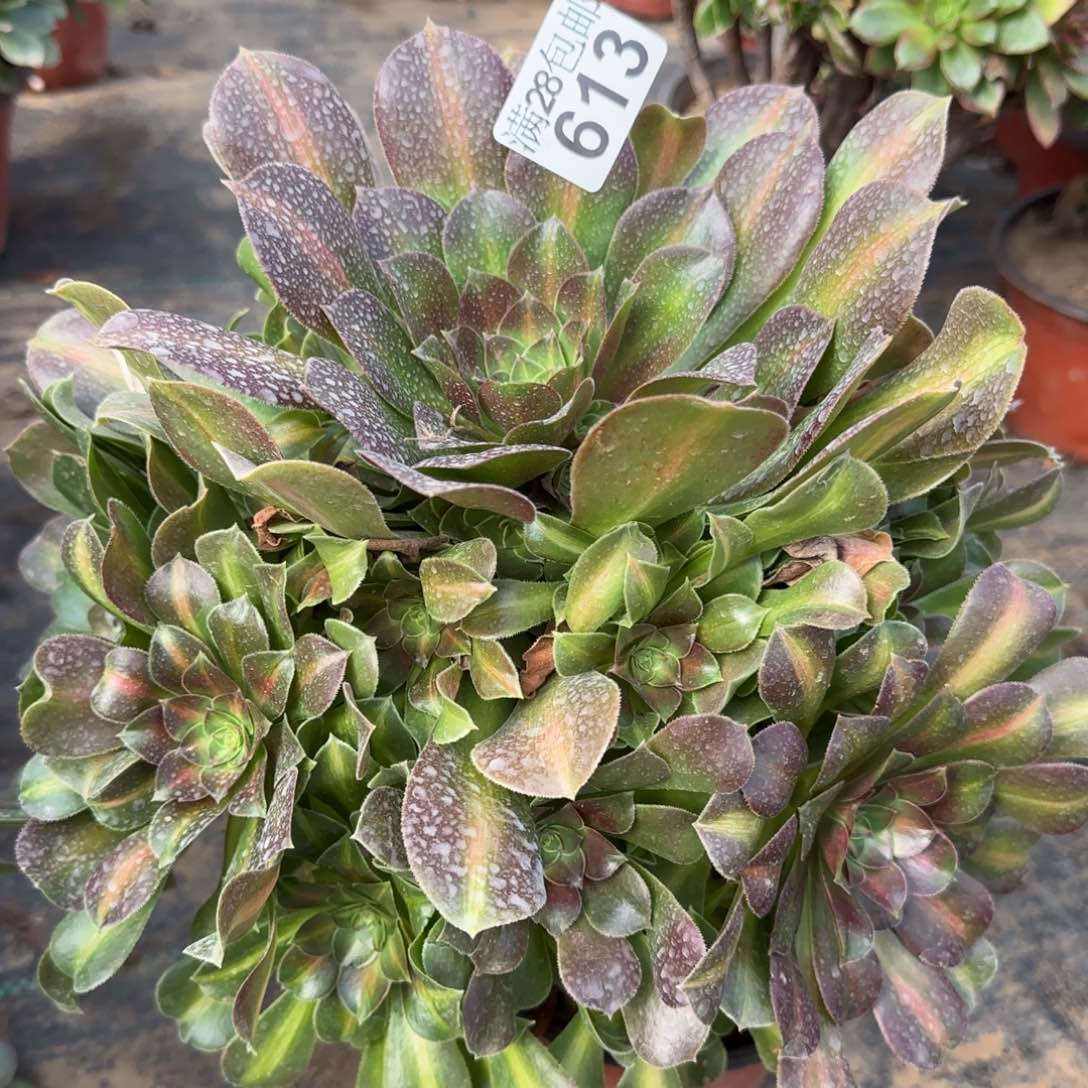 粉女巫中斑多肉613满28包邮断枝不包