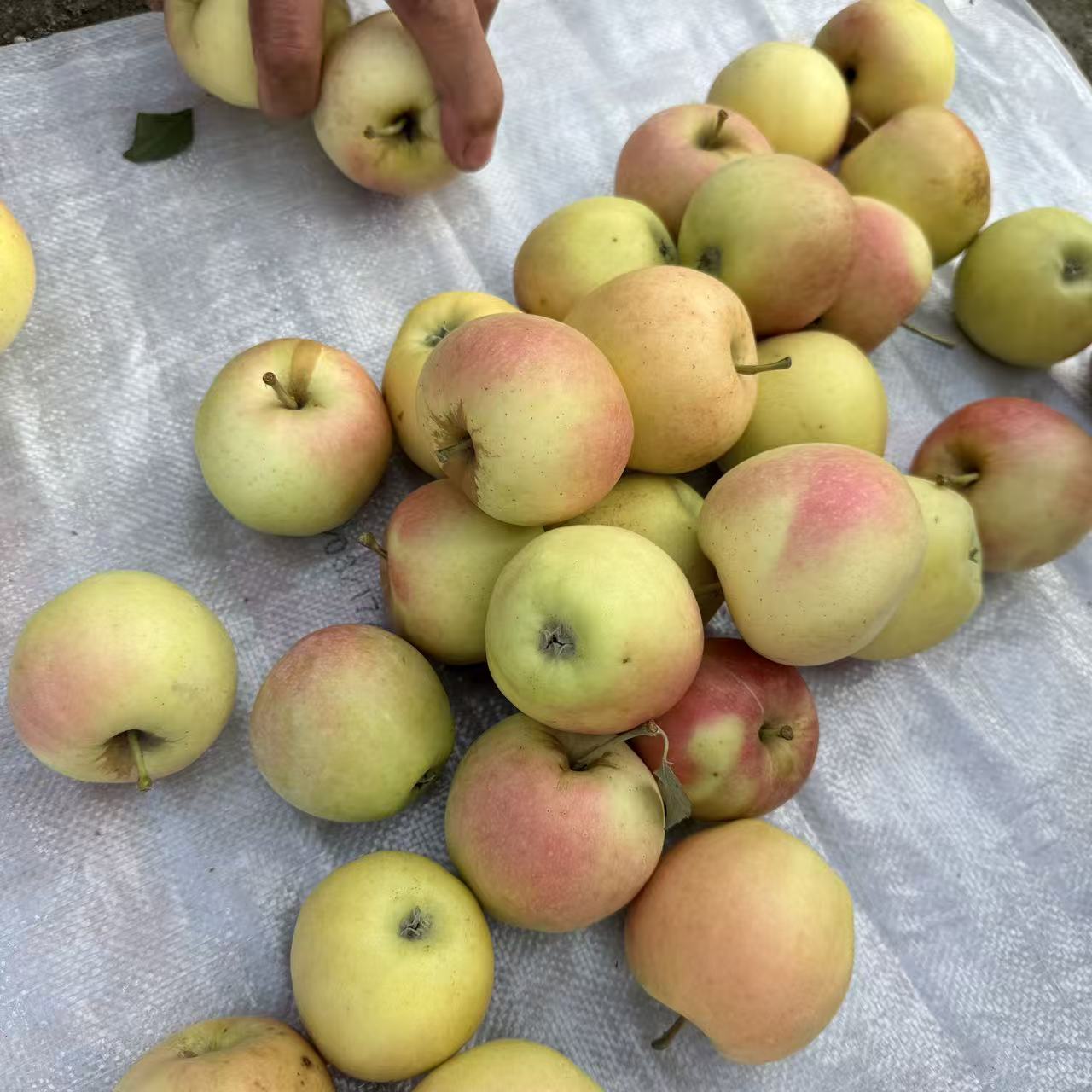 【张大庆专属】农产品苹果