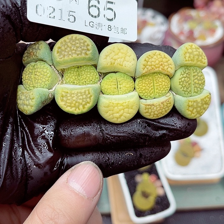 郎哥多肉生石花15-65