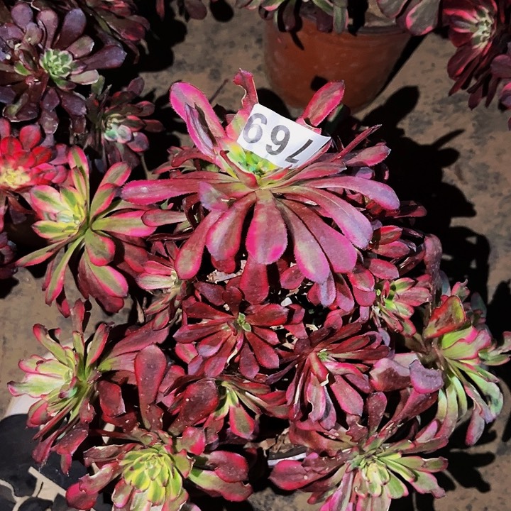 769红胭脂多肉植物处理不售后