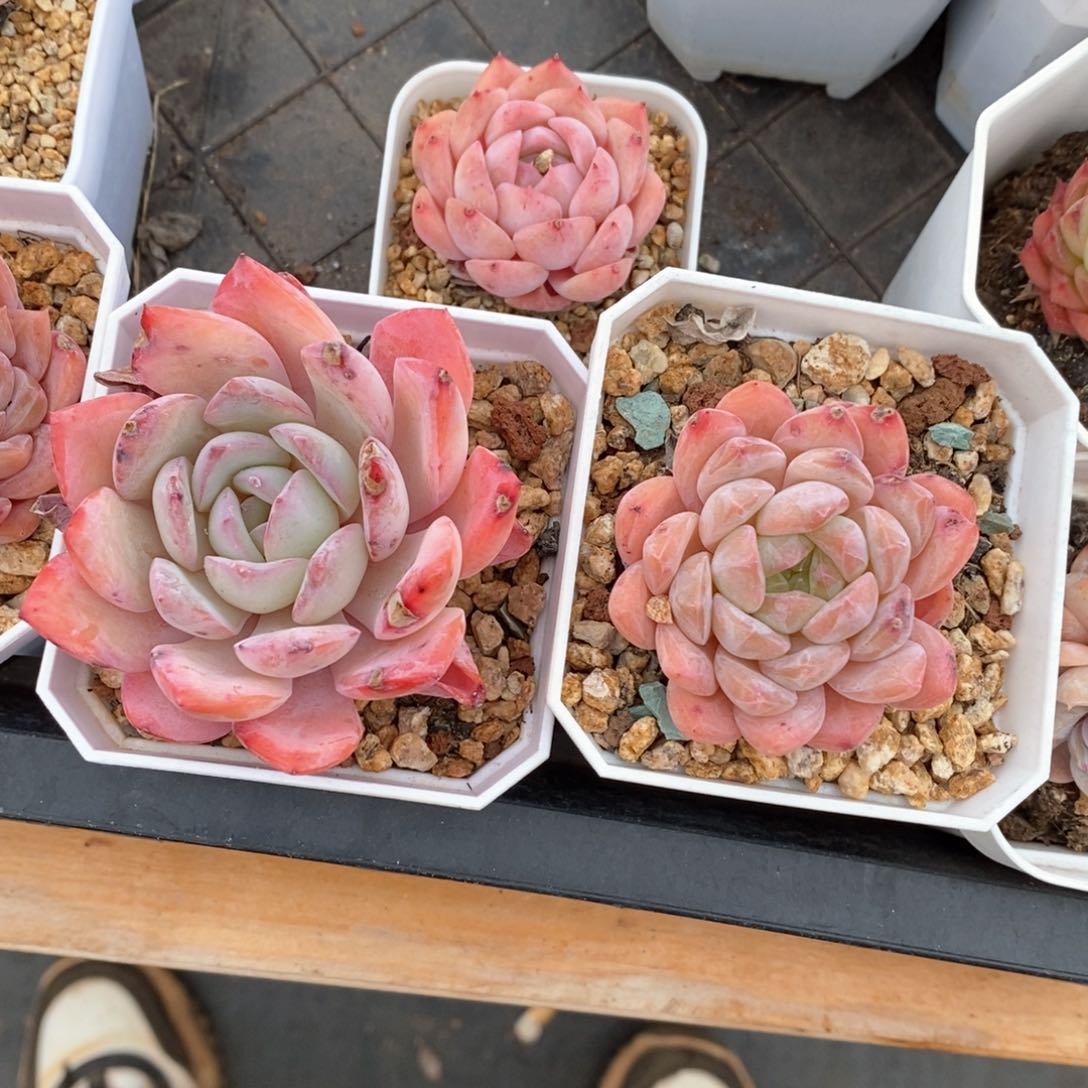 精品多肉一物一拍不包整114