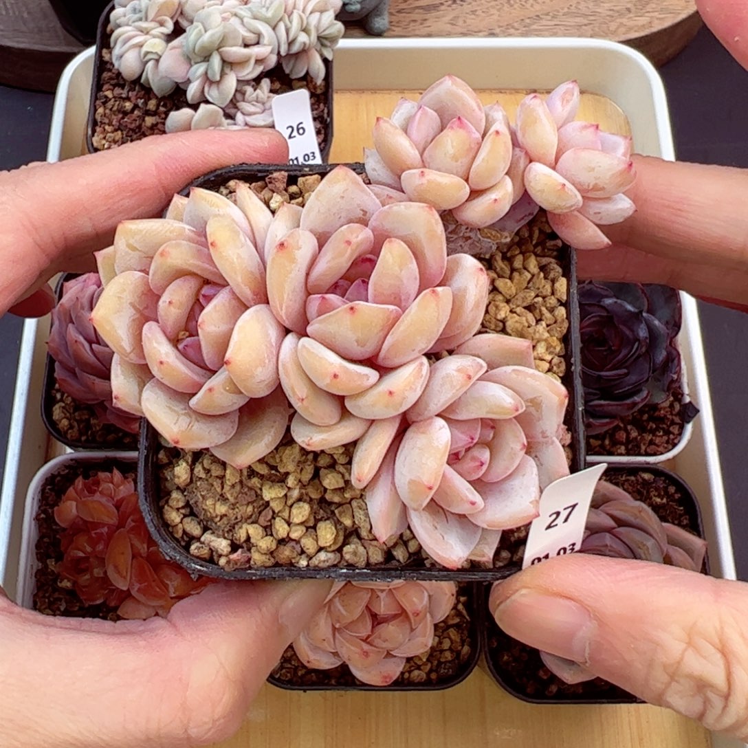 好好看27、哈哈哈哈