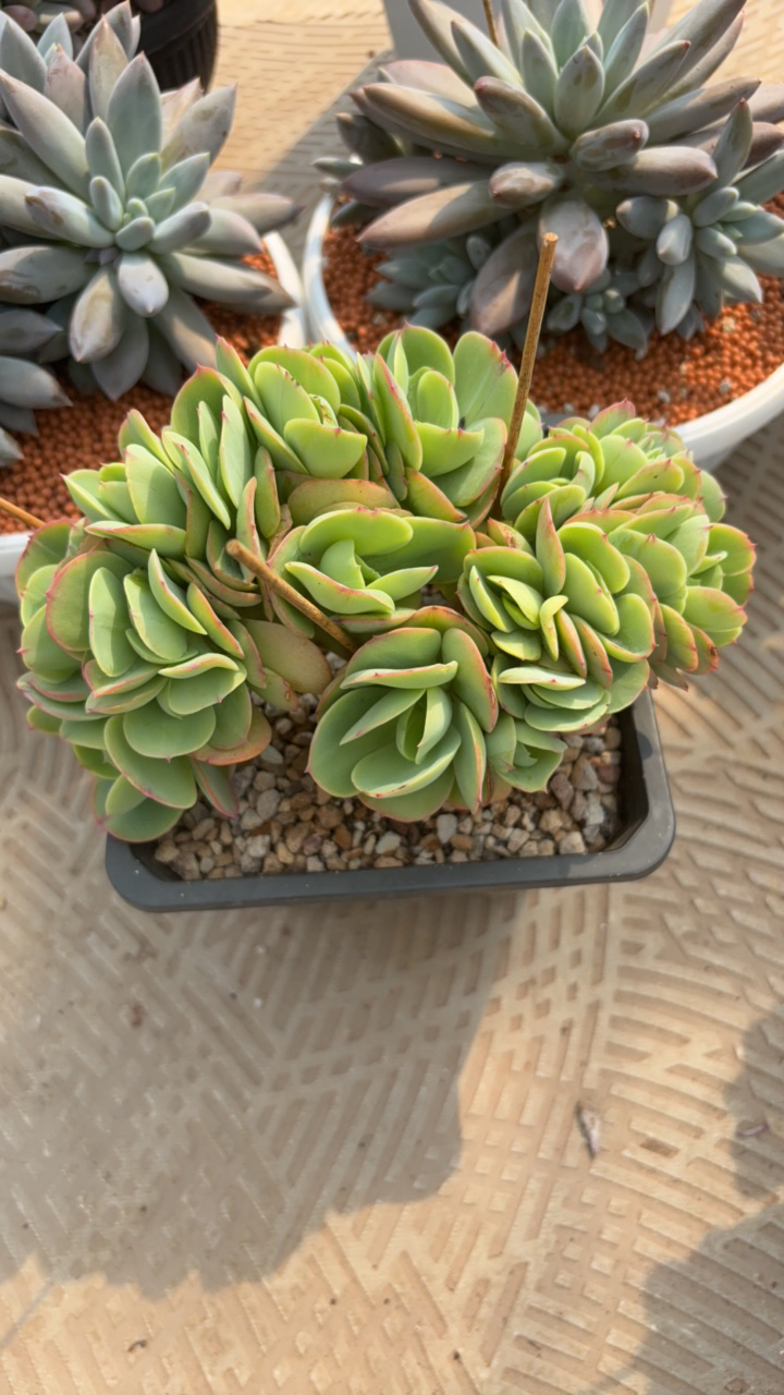 鸡蛋碧桃缀化20公分左右