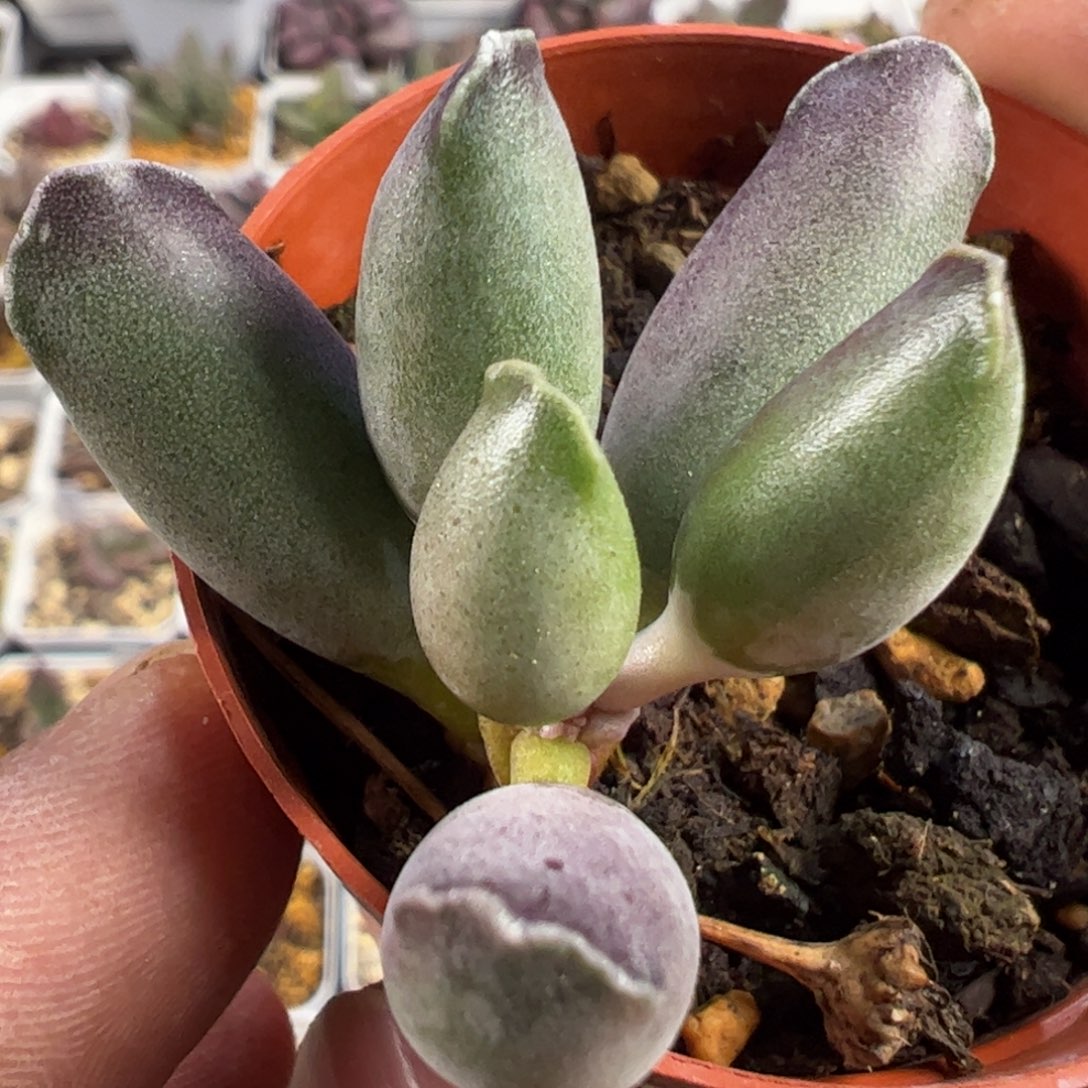 艺伎海豹多肉植物水泡