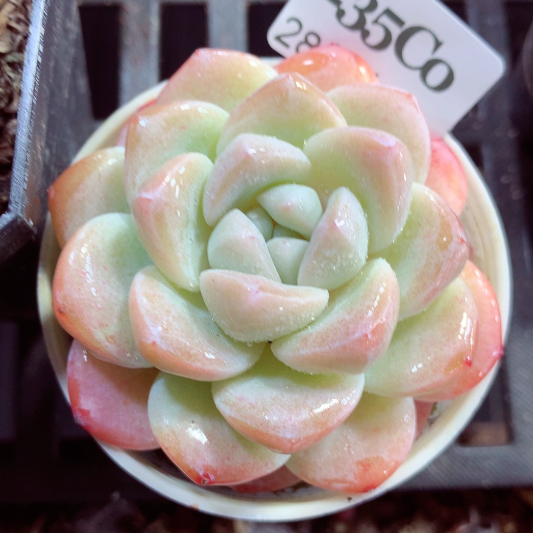 5厘米盆精控多肉235