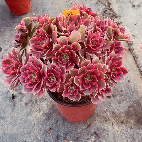 男神多肉法师102号