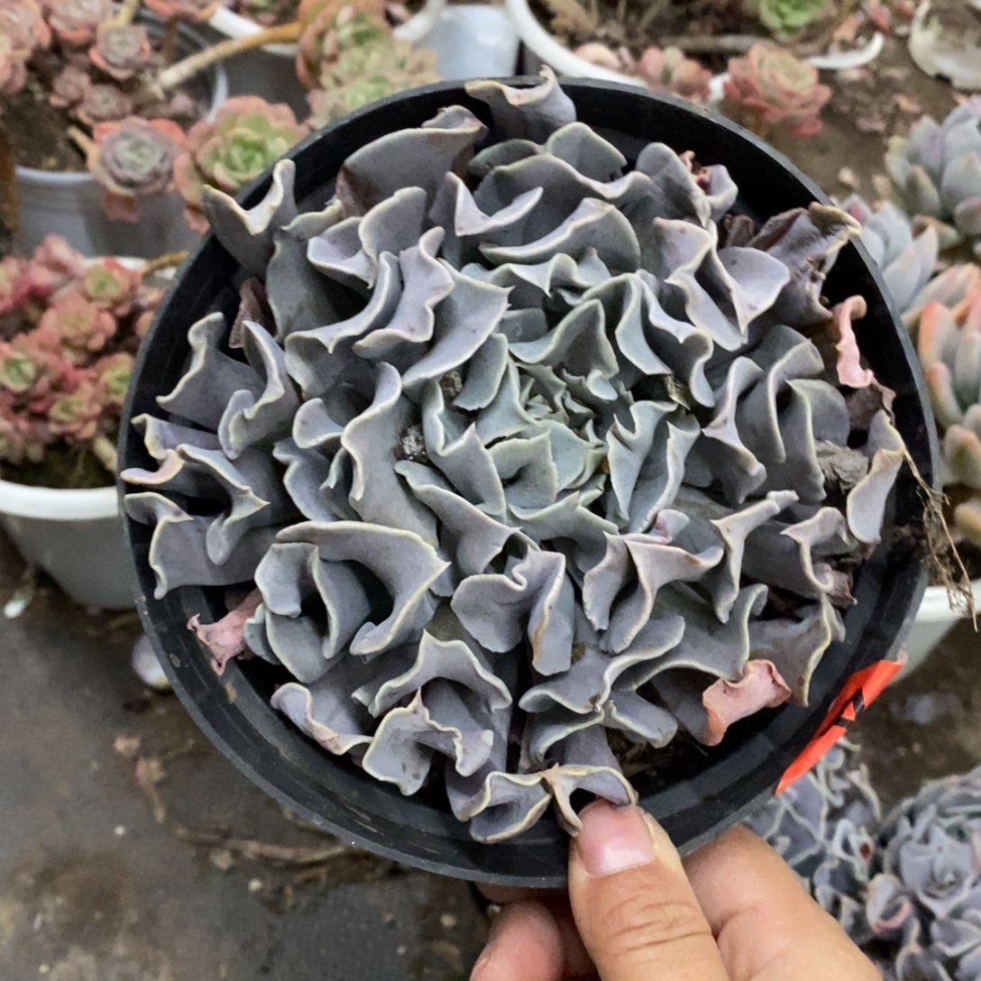 天鹅湖大单头老桩