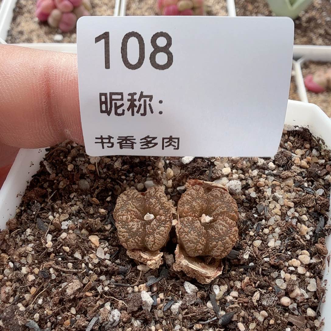 泡泡勋章4头多肉