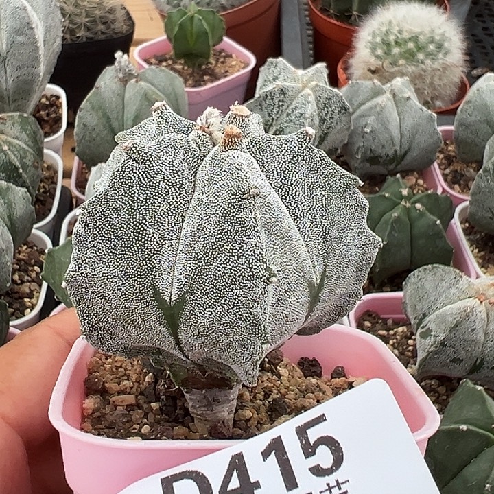 張***生415号实生鸾多肉植物