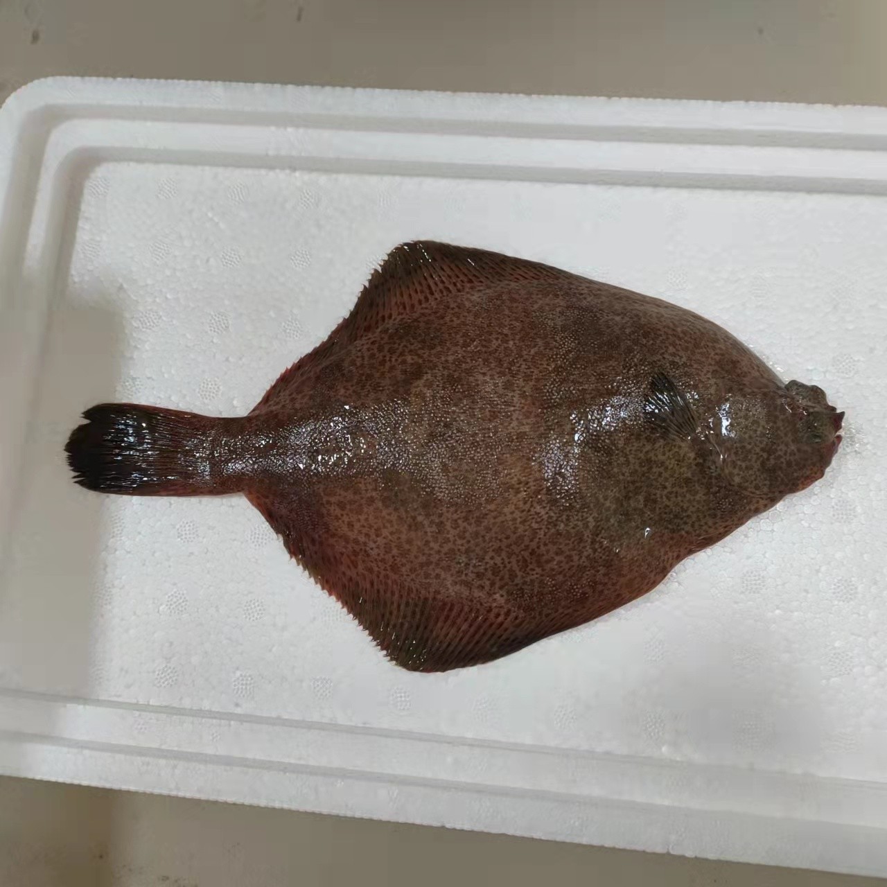 【鼓眼高眼鱼  中大号】海捕野生鼓眼鱼 肉嫩 好吃 顺丰发货