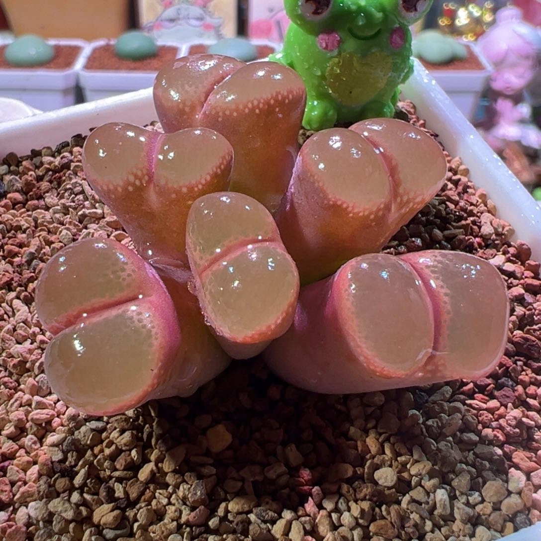 帕法德，肉锥植物