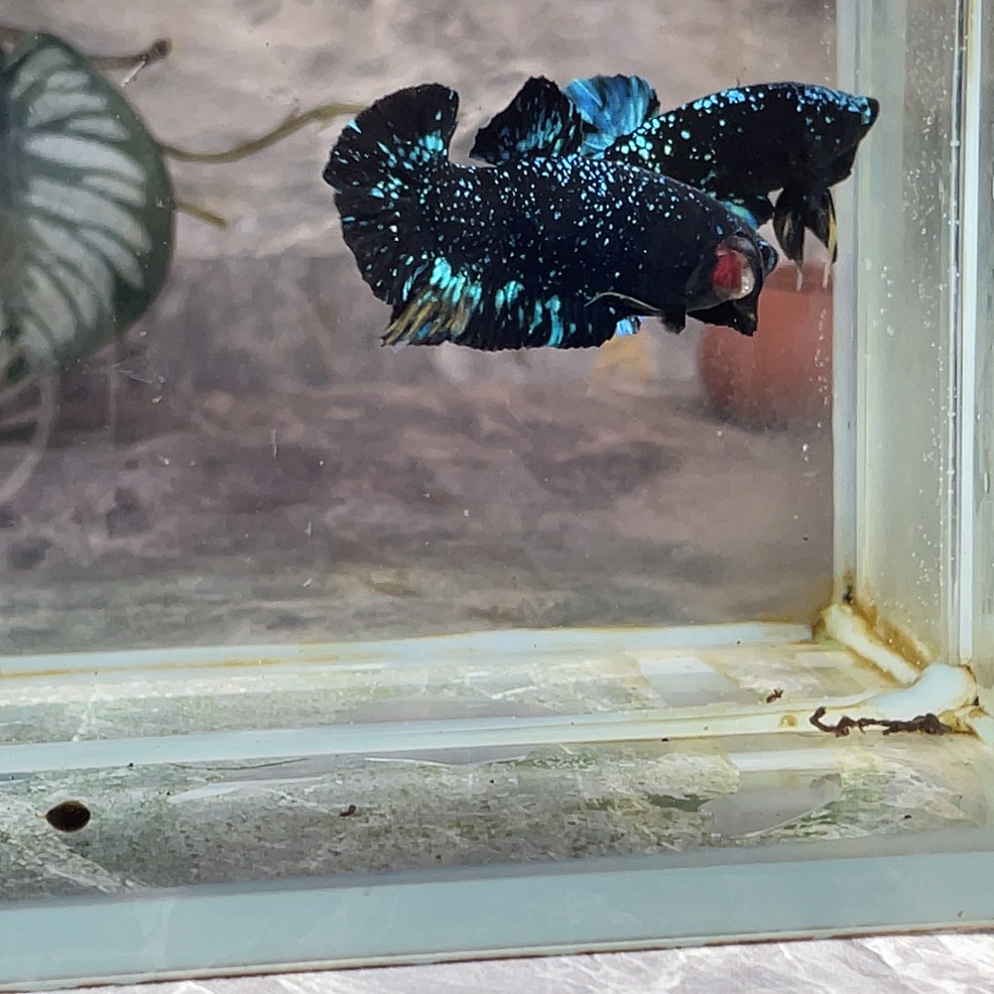 斗鱼育平斗鱼泰国斗鱼