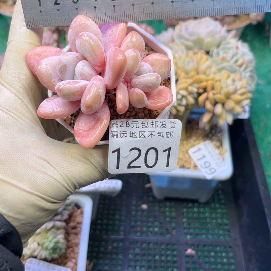 大1201、zv zg cv vh b b