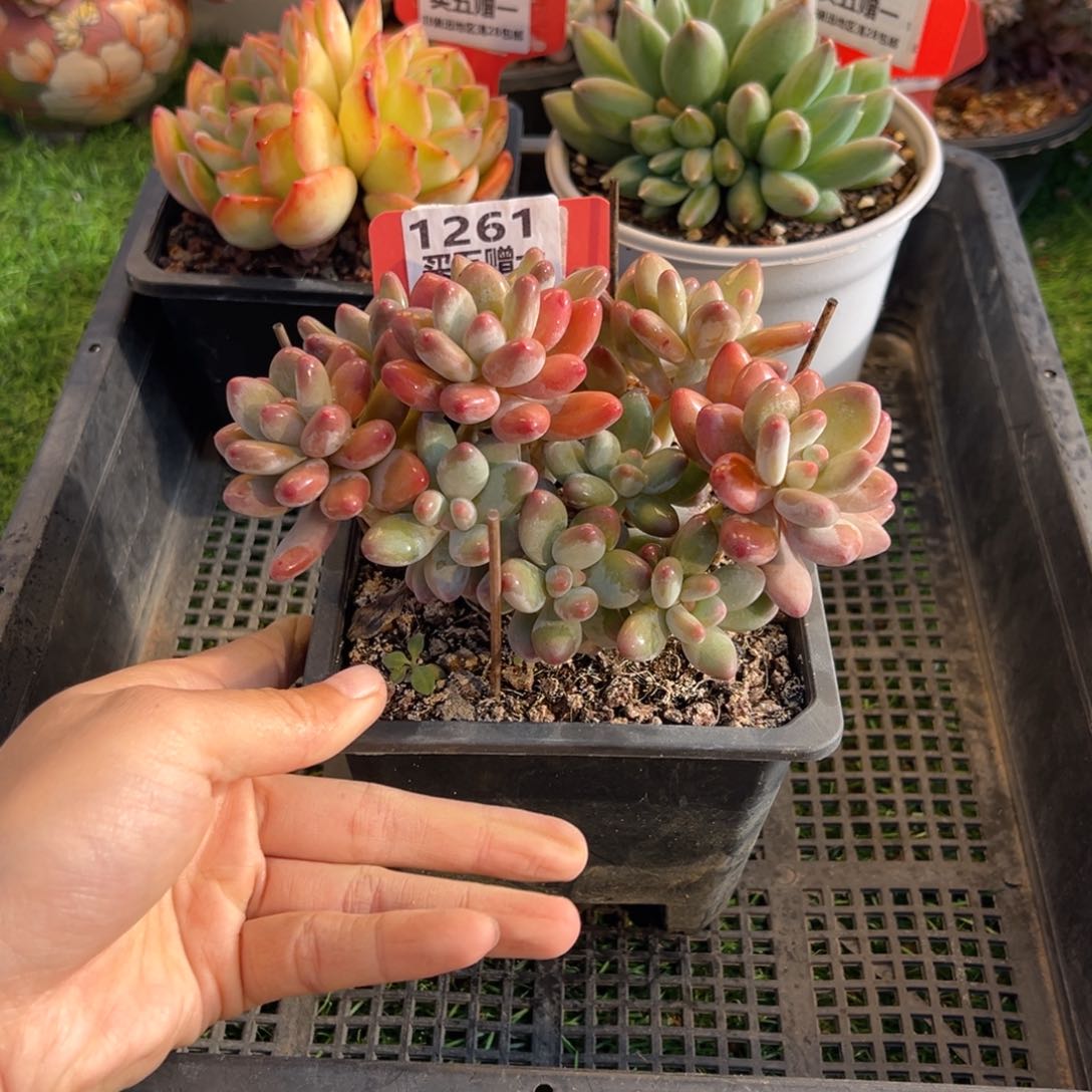 表妹精品多肉1261.