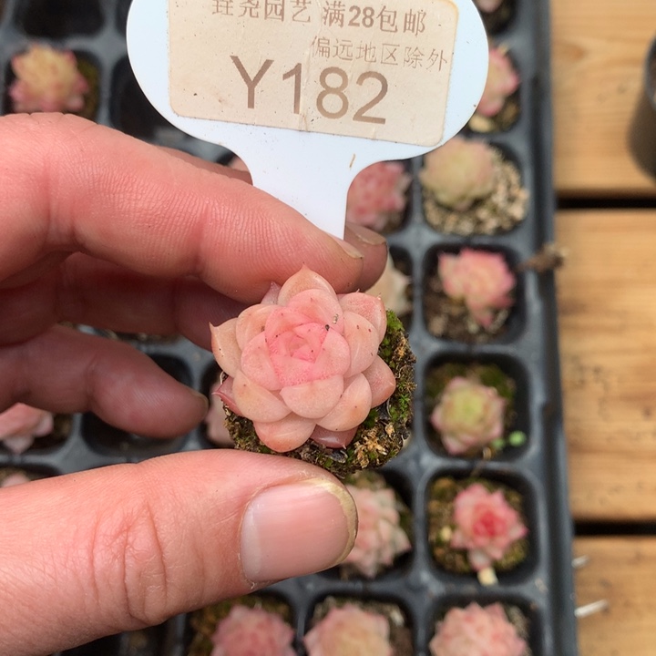 0182 麦秆单头 2cm