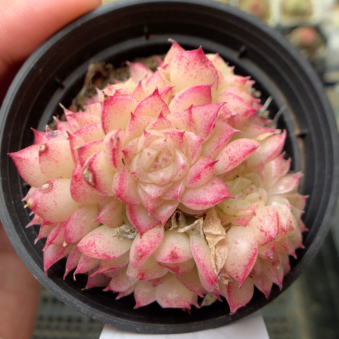 W112 ，柿子多肉20包邮，偏远地区不发货