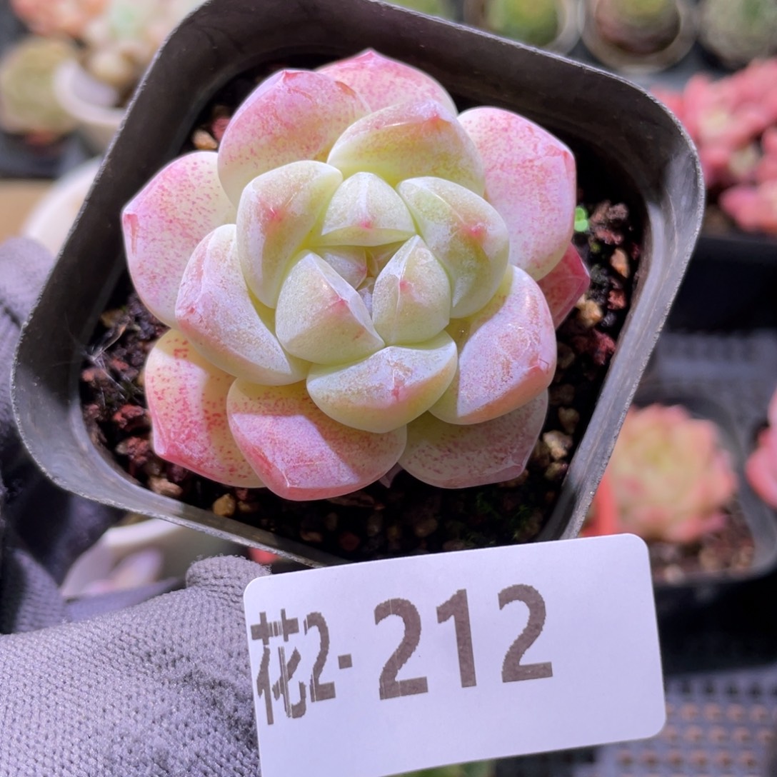 花利美 2-212冰玉