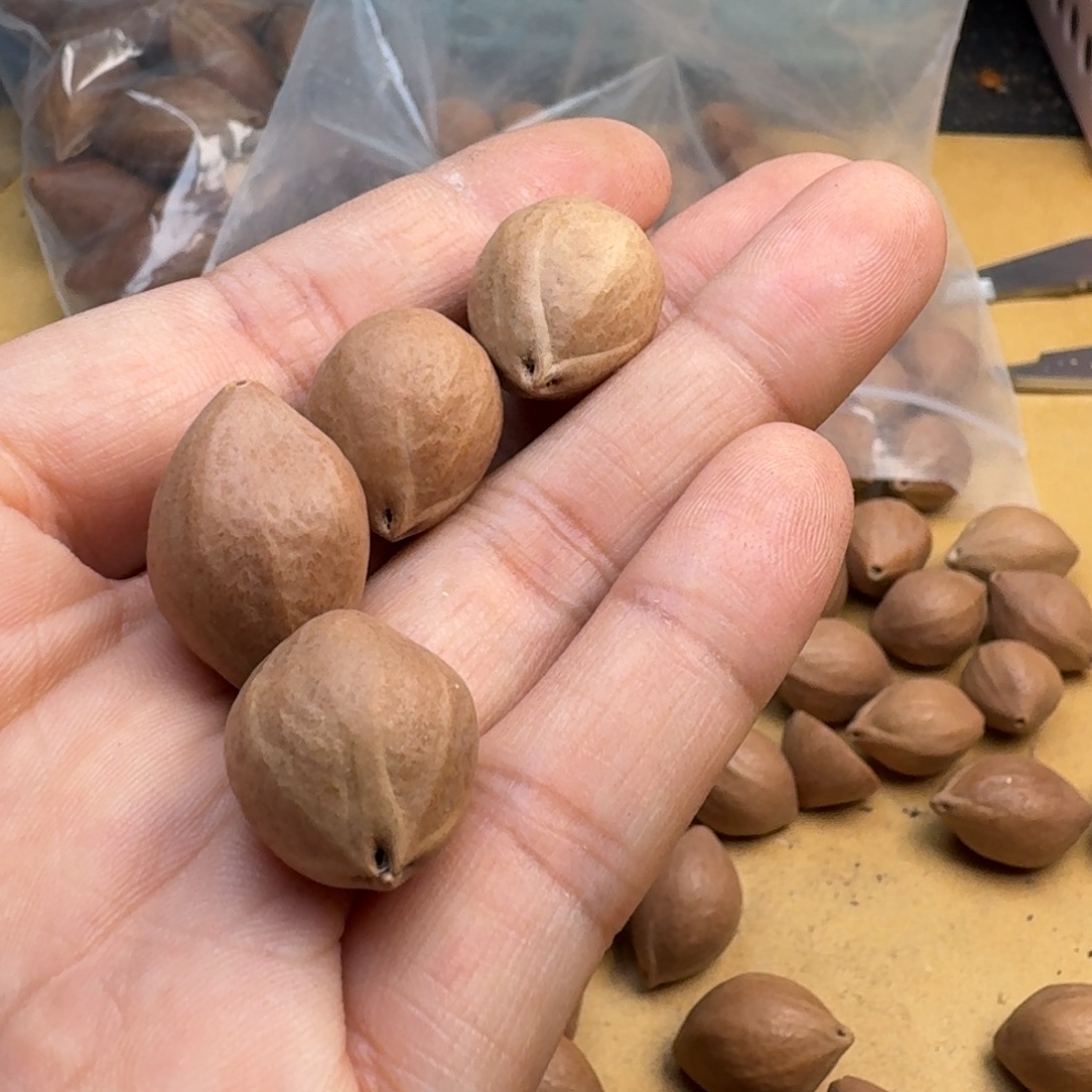 A***安橄榄核手串/手链1