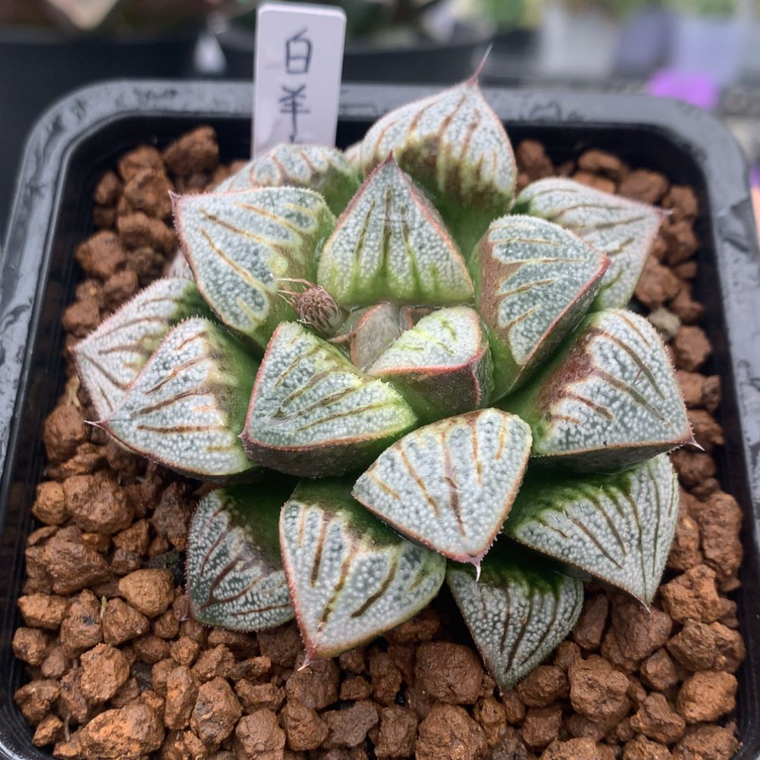 白羊座一物一拍带盆