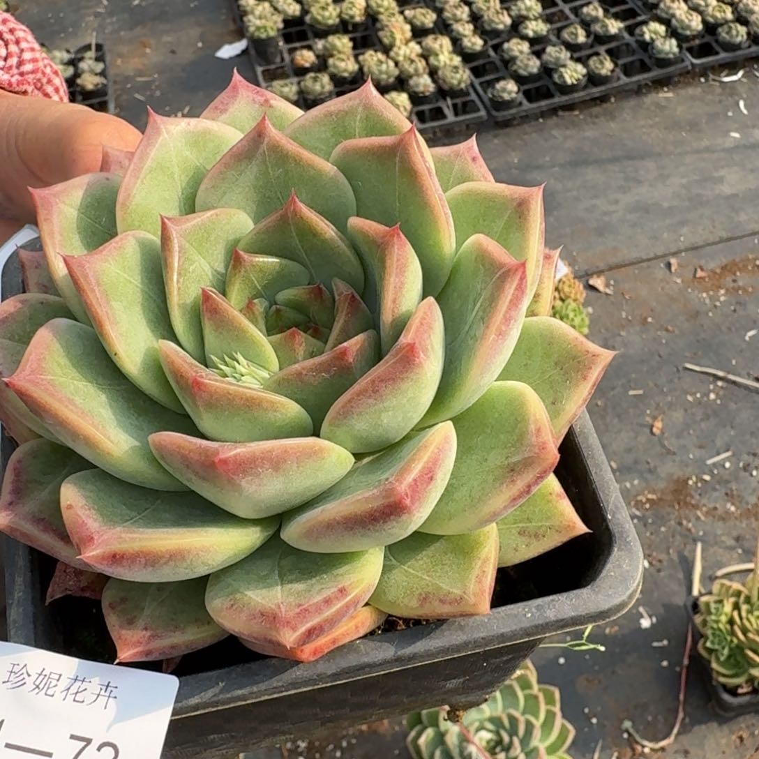 多肉杂交一物一拍21-72