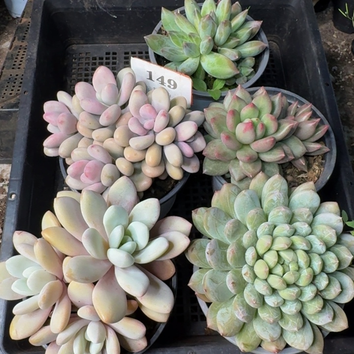 149多肉植物一物一拍