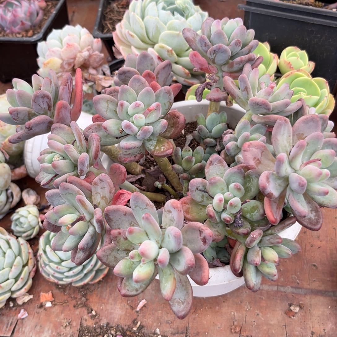 苹果奶多肉植物萃取精华