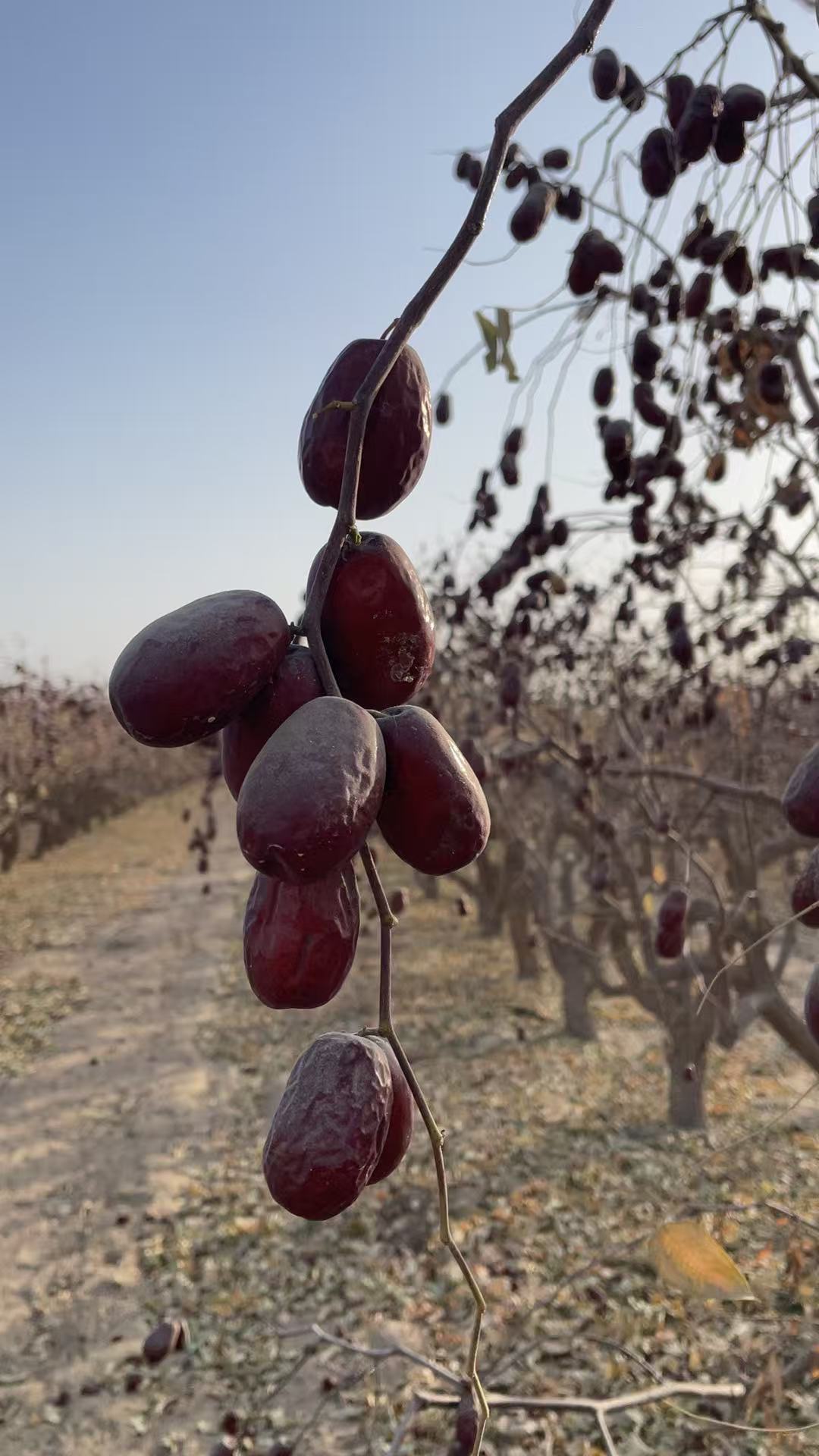新疆和田2-3级混装骏枣树上自然风干吊干红枣