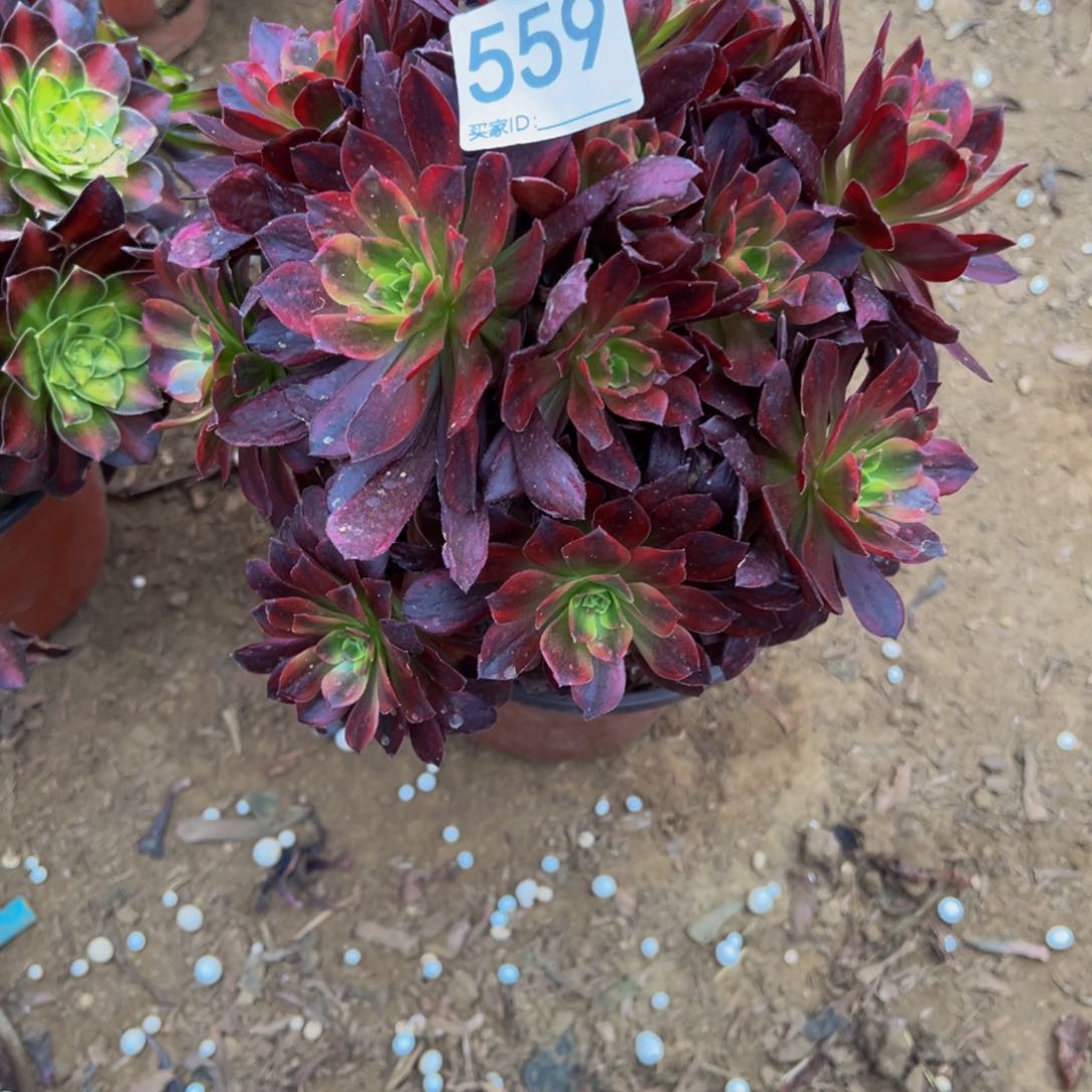 559安娜多肉植物法师