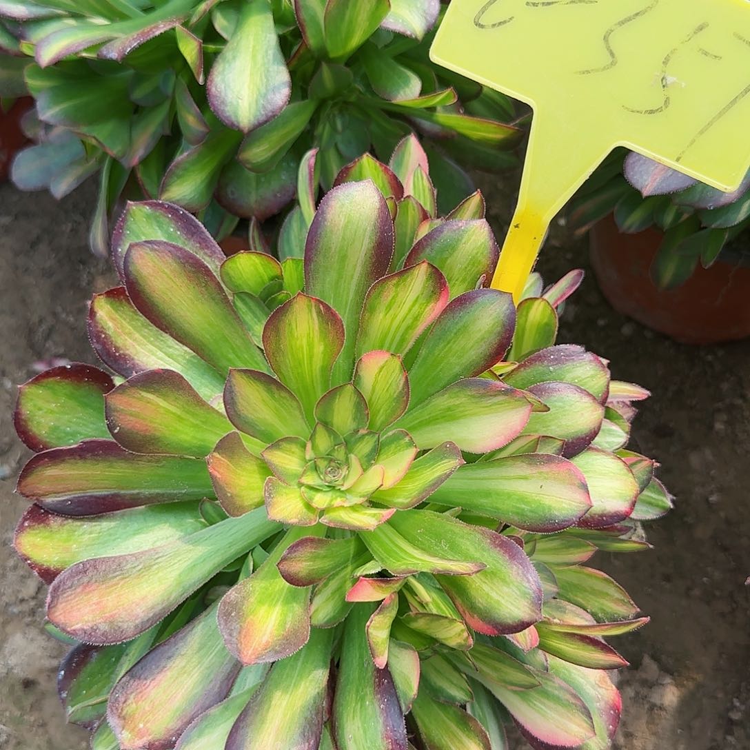 2-357--多头多肉植物