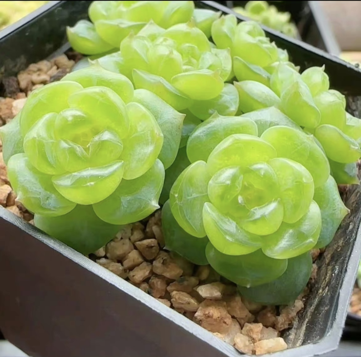飘枝甜心多肉叶插苗，一物一拍，包对版，4公分盆口，本店满38包邮。