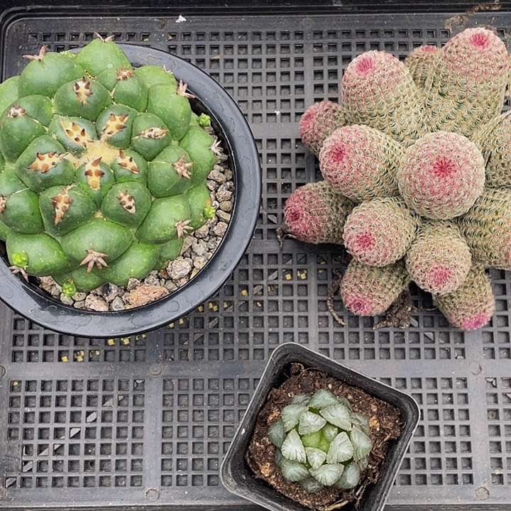 小***間88号筐带盆土发货