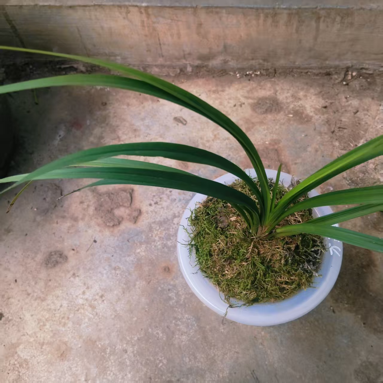 兰花苗墨兰带花苞浓香型室内桌面四季好养绿植花卉多种品类可选