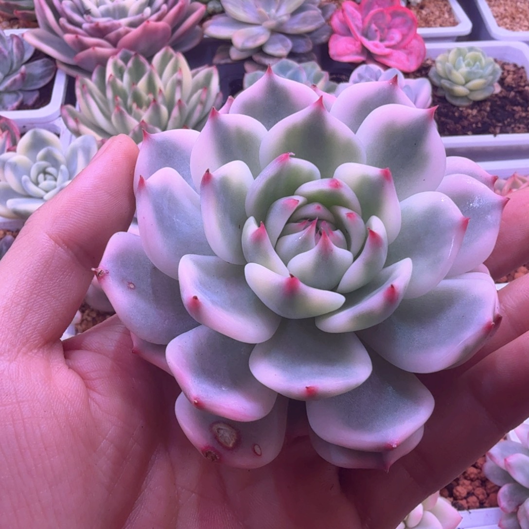 *****赵太太 吉娃娃锦 