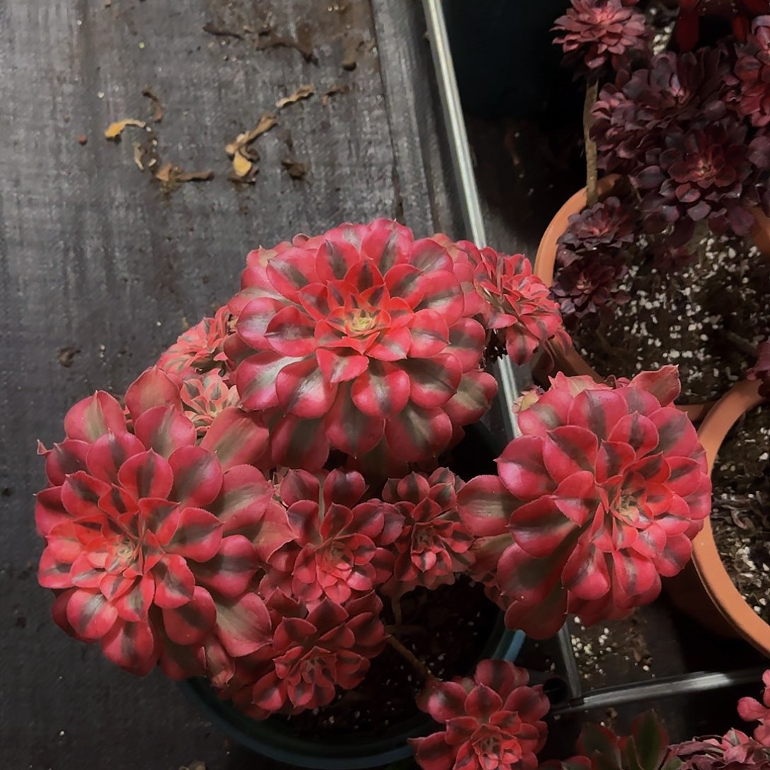 8888多肉法师锦1111