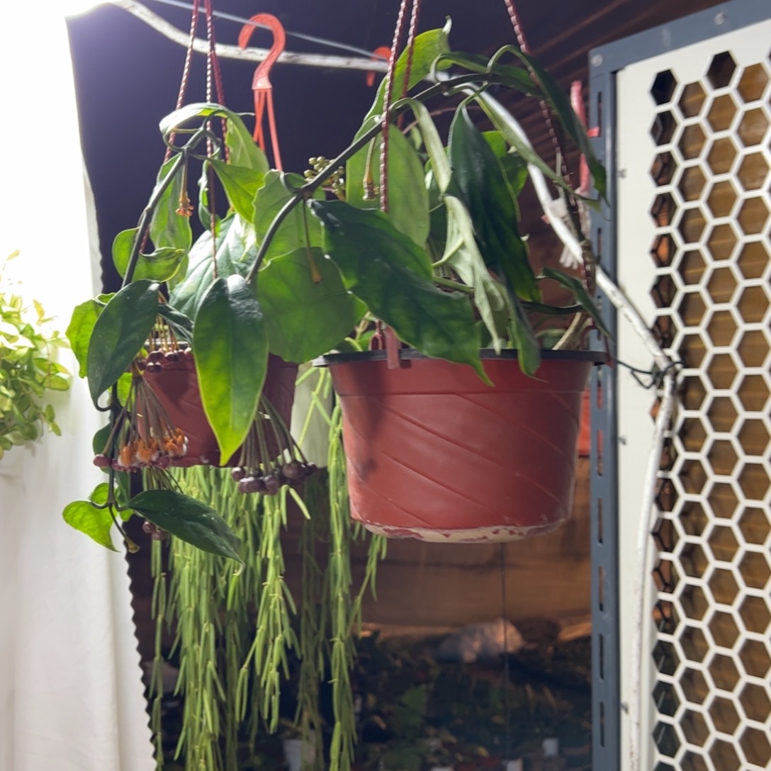 公****完全开放猴王球兰大苗