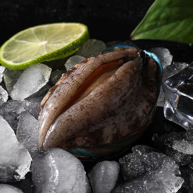 鲜冻鲍鱼  肉质肥美冷链发货ZYZ