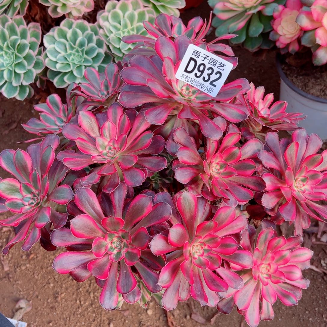 932丽娜雨子多肉植物