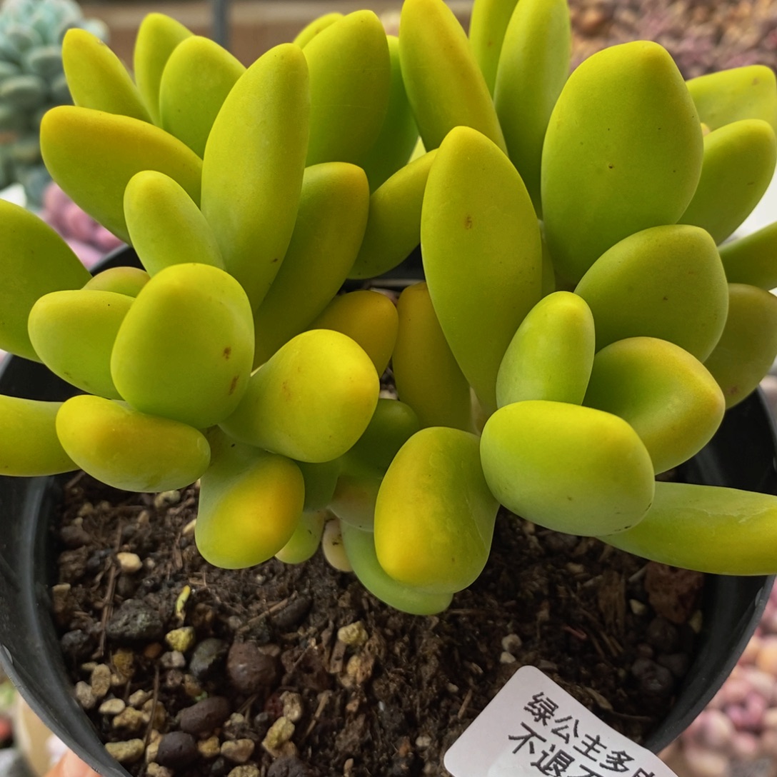 332芒果奶10cm多肉